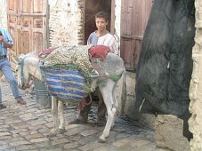 Osioł to najpopularniejszy środek transportu w starym mieście