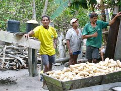 Z korzeni manioku powstanie tapioka – papka, która jest podstawa wielu potraw w Amazonii