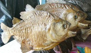 Piranie w pełnej krasie