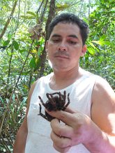 Antonio opowiada o wyciągniętej z norki niebezpiecznej tarantuli