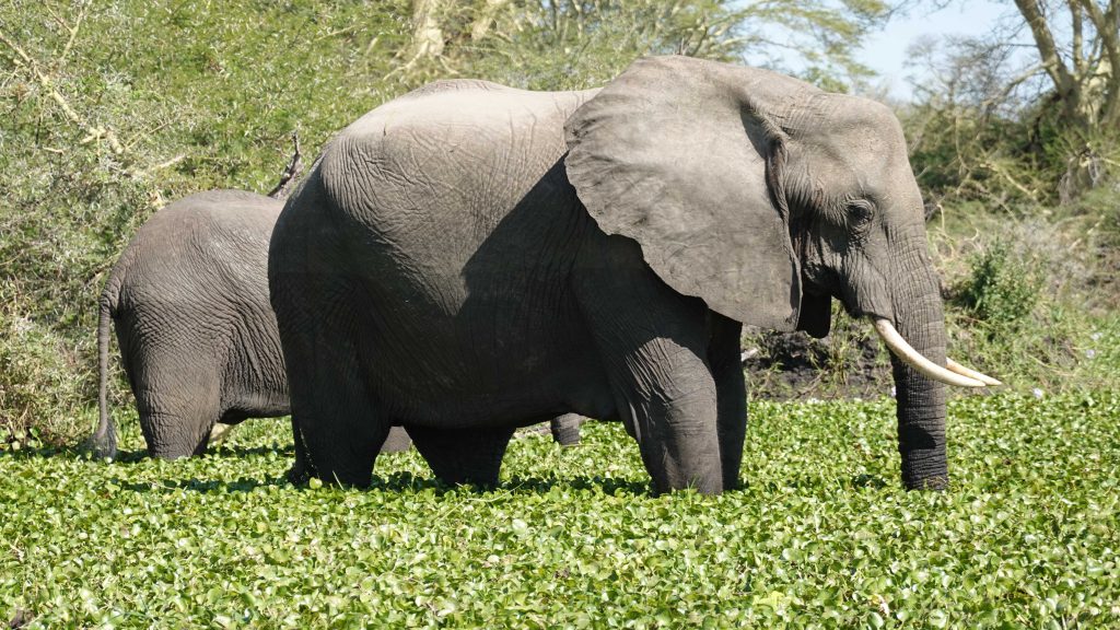 Liwonde National Park