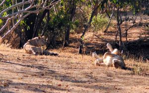 Liwonde National Park