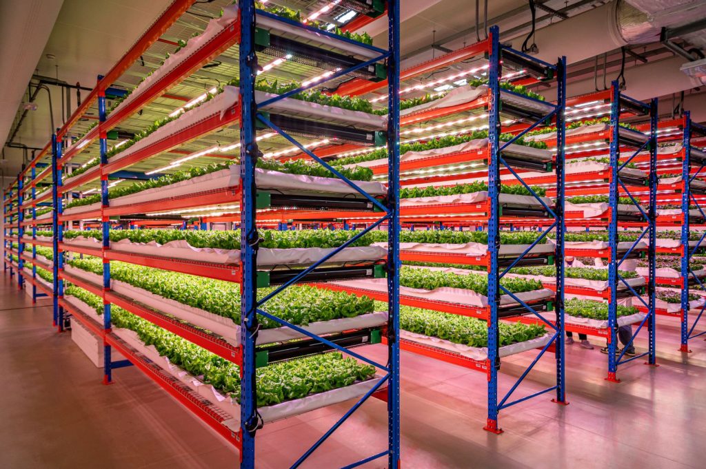 Uprawa roślin na półkach na farmie Bustanica w ZEA