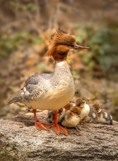 Zdjęcie Adama Warzyszyńskiego ptasiej rodziny - Wystawa w azienkach Królewskich w Warszawie