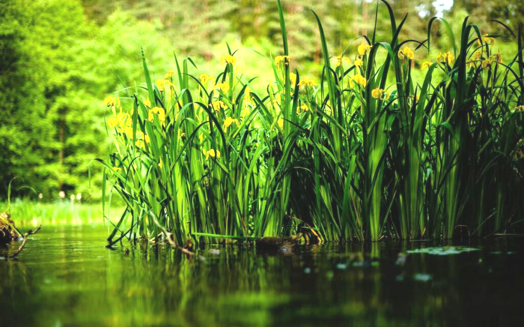 Zdjęcie ilustracyjne: czysta rzeka z bujną roślinnością.