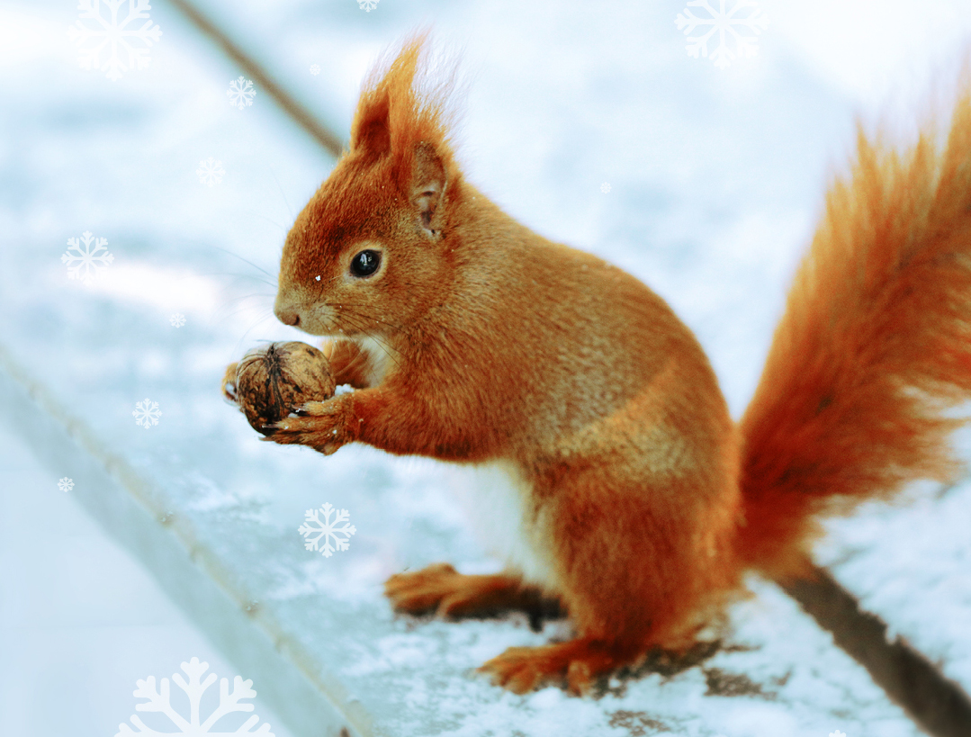 Wiewiórka w Łazienkach. Fot. pras. MŁK