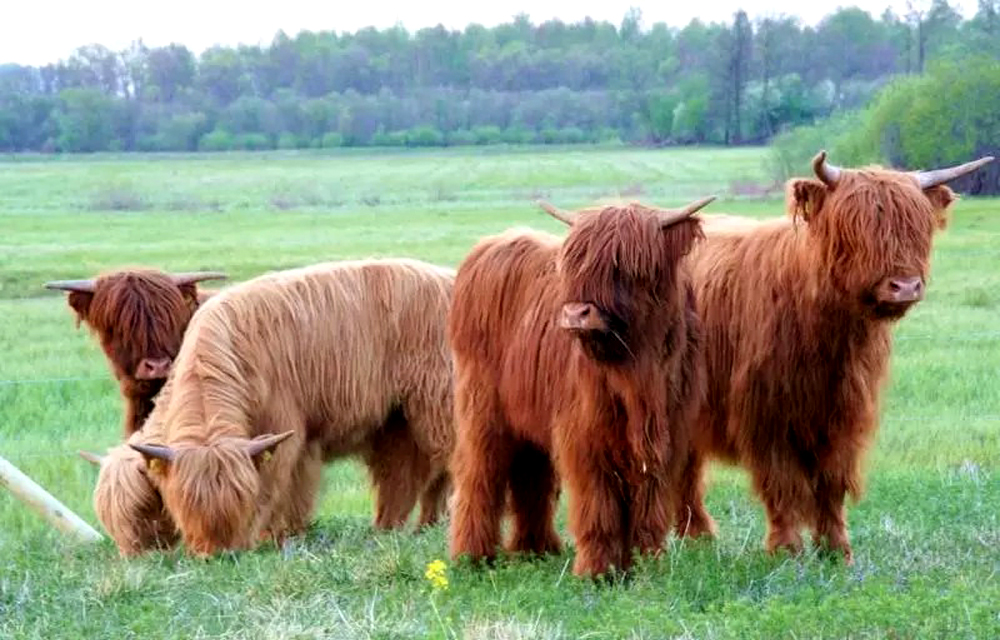 Łotwa: dzikie zwierzęta na wolności. Fot. Latvia Travel