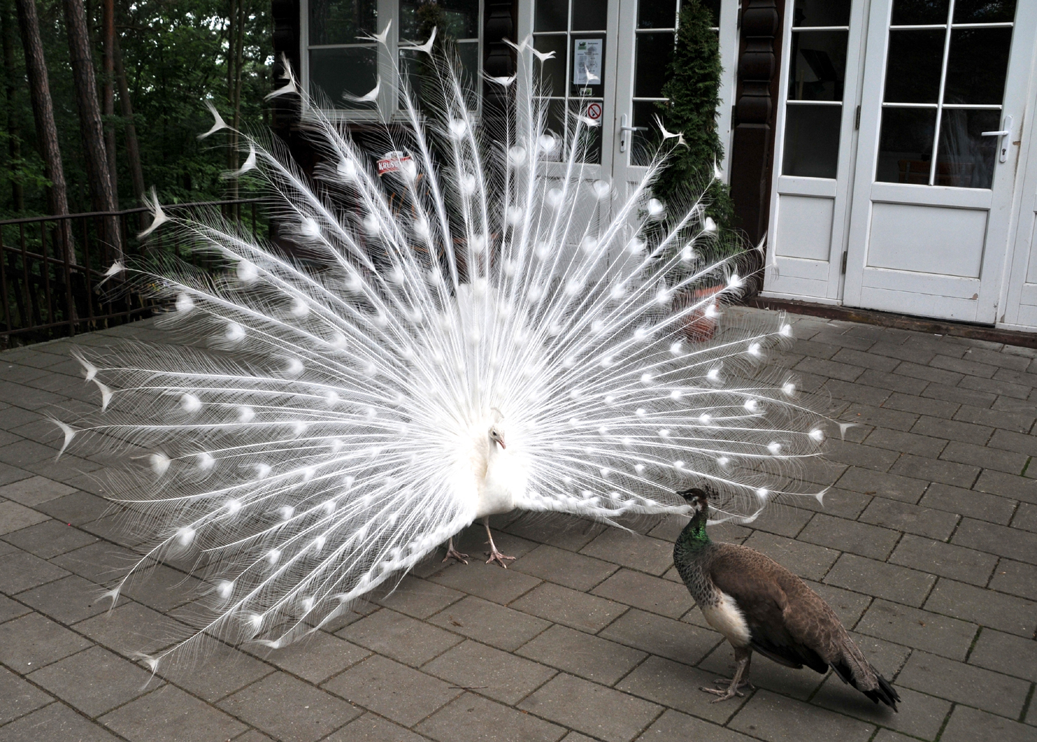 Karlovy Vary. Jesteś piękny, ale jakiś dziwny, albinosie. Fot. Cezary Rudziński