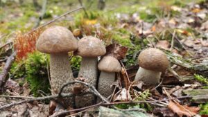 Sukces grzybobrania gwarantowany